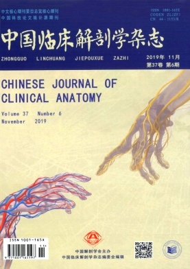 中国临床解剖学杂志